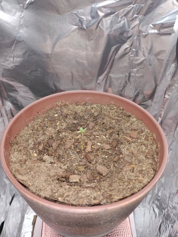 My first Grow M.O.B. — seedling_rooting, day 5