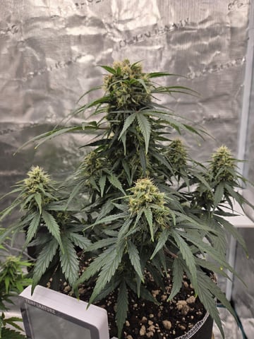 StrawZ (autoflower) — flower, day 64