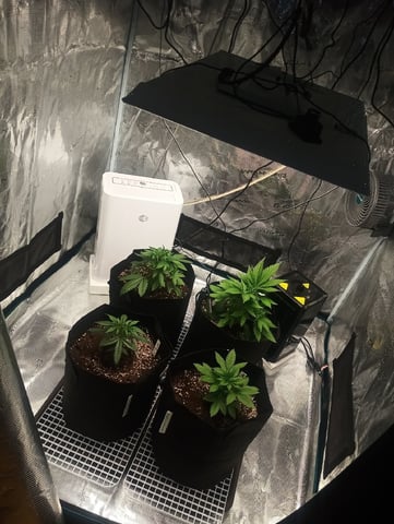 First Time Growing  — vegetative, day 17