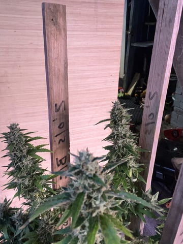 Mike Tyson Colab — harvest, day 112