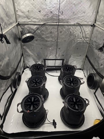 1st Grow 4x4 — harvest, day 69