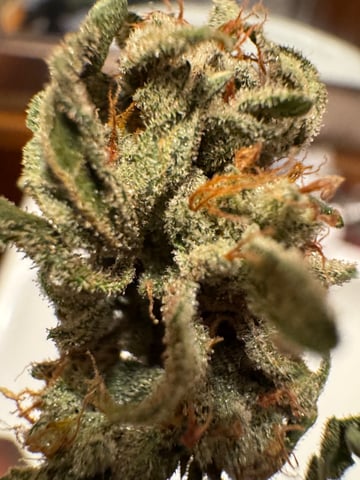 my grow — done, day 38