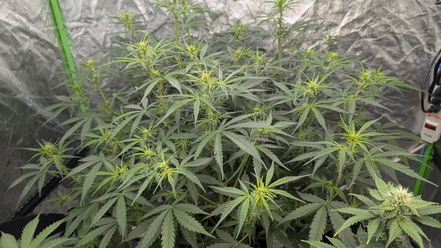 Strawberry Cheesecake Seedsman Seeds Autoflowers x2 — flower, day 44