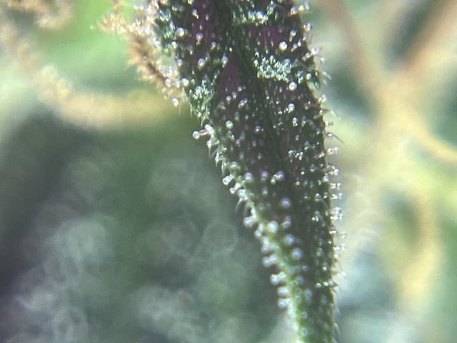 First attempt grow 😶‍🌫️ — flower, day 115