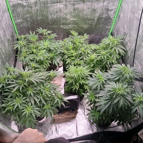 run #3 — vegetative, day 7