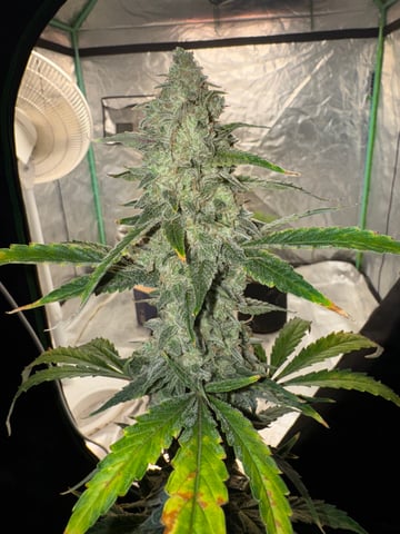 white runtz auto flower — flower, day 74