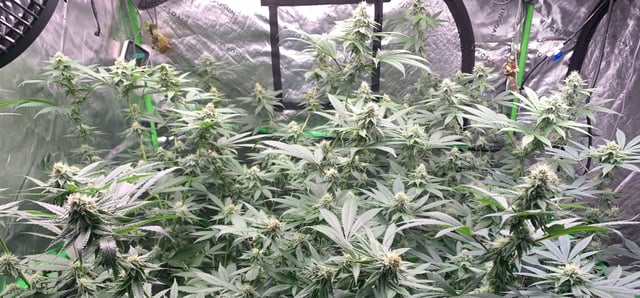 Papaya Frosting  — flower, day 95