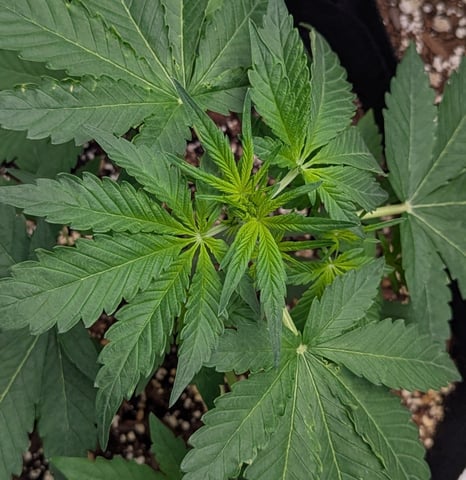 First Grow — vegetative, day 28