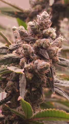 DNA Genetics Kosher Cookies rockwool run round 2 — flower, day 106