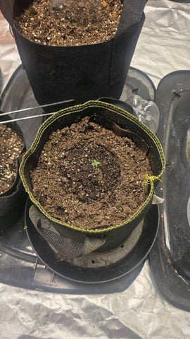 Possible Switch — vegetative, day 1