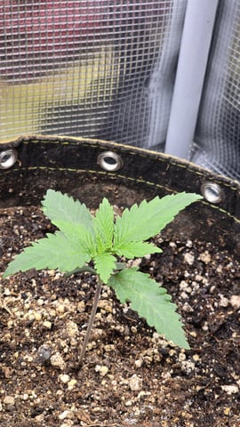 Purple Nasty By Ethos Seeds — vegetative, day 9