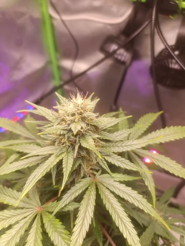 Purple Amnesia Autoflower — flower, day 60