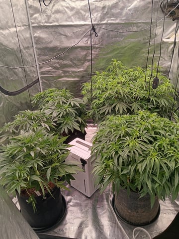 Master Kush — flower, day 70