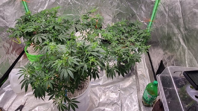 1st grow indoors(cardboard box to 2x2x4 to 5x5x6) — vegetative, day 65