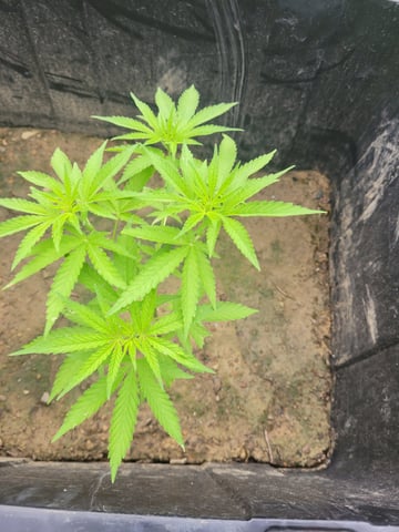 1st Gas — flower, day 31