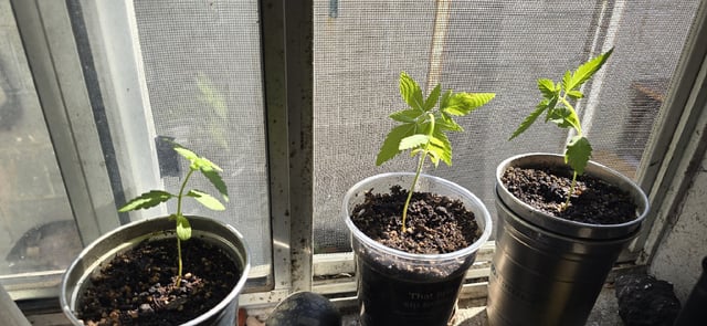 CzechsMex 2.0 — vegetative, day 26