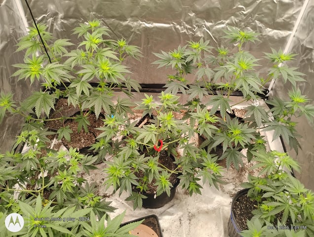 Blueberry Cupcake -- Humboldt County (pheno hunt/clone run) — flower, day 1