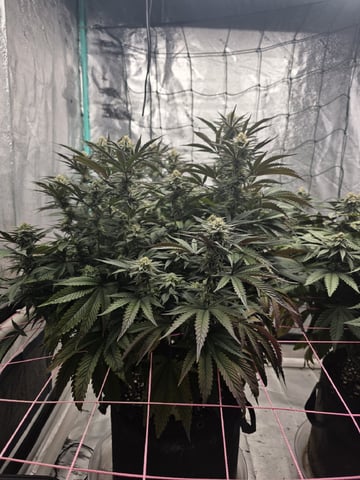 Granny Candy and PLCG — flower, day 112