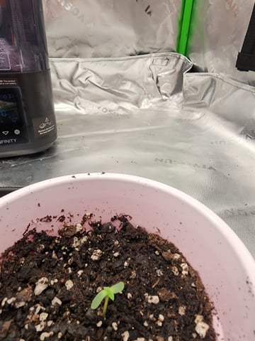 trap n pink — seedling_rooting, day 1
