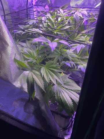 Solo girl  — vegetative, day 1