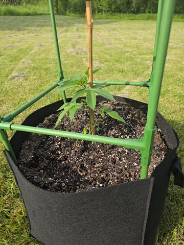 outdoor  — grow_setup, day 1