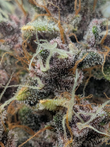 Mendo Frost / Gorilla Cookie / Banana Purple Punch 