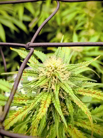 First attempt at planting some seeds — flower, day 67