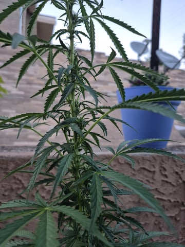 new strain — flower, day 39