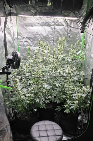 SGC And GWS Clones — flower, day 28