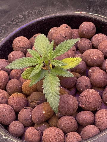 1st Ever Grow (Fat Bastard)(RDWC)  — seedling_rooting, day 21