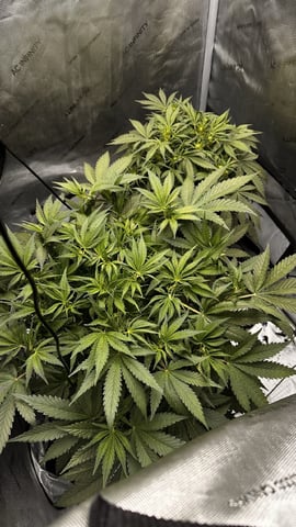 Autos: Banana Purple Punch (1)  & Guava Fig (2) — flower, day 47