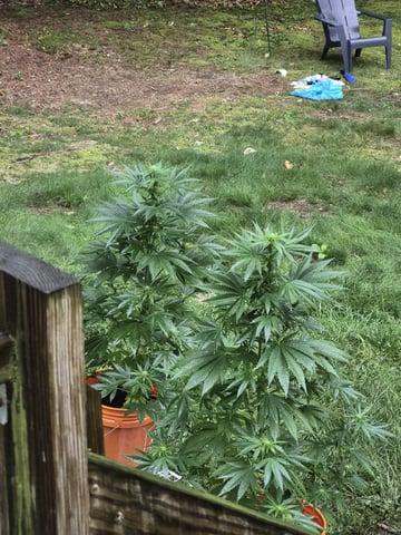 My First Grow