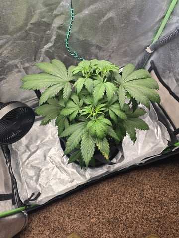 First grow — vegetative, day 34
