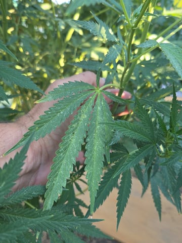Sour Headies/OGBX1 — flower, day 125