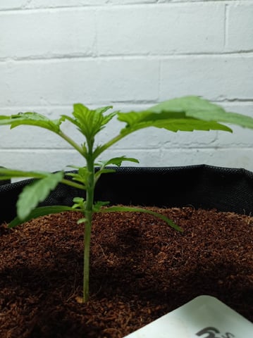Strawberry Banana Auto  — vegetative, day 48