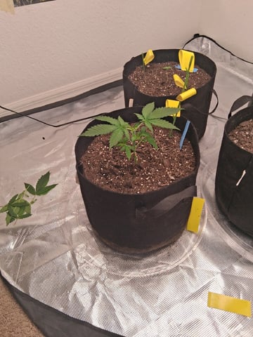 Seedman mix auto & seedman mix auto & GodFather OG — vegetative, day 21