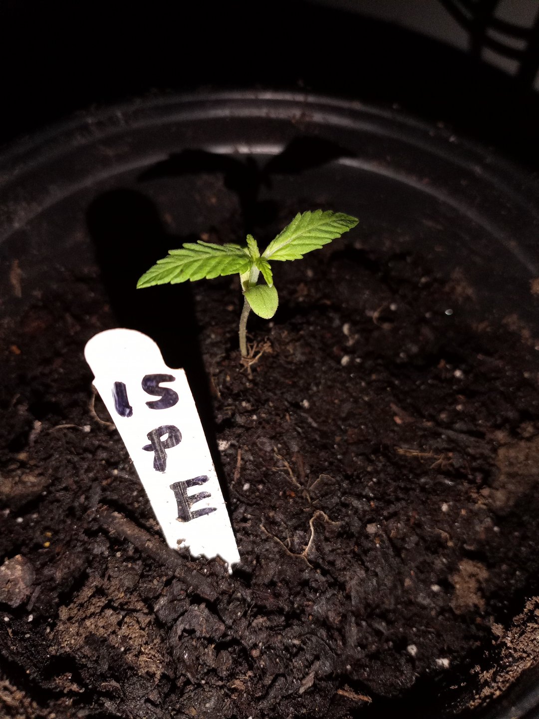 Pineapple Express and Gorilla Glue
