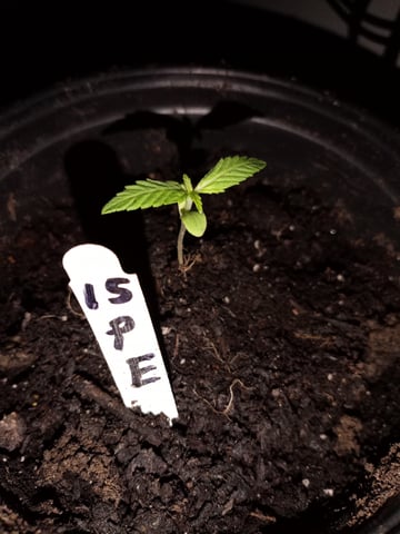 Pineapple Express and Gorilla Glue