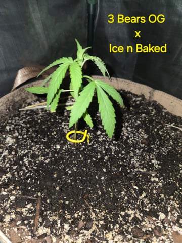 Outdoor Auto's (3rd Set) — vegetative, day 16