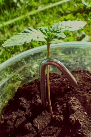 Northern Lights Auto 🍃 — seedling_rooting, day 10