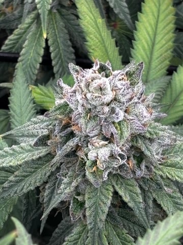 Pink Passion Fruit — flower, day 97