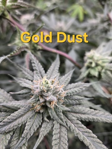 Banana and Gold — flower, day 37