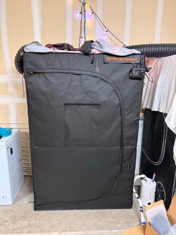 Gorilla Runtz — flower, day 44