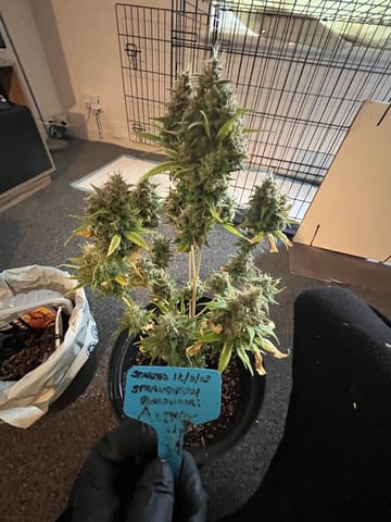 3autos and 2 fem  — flower, day 43