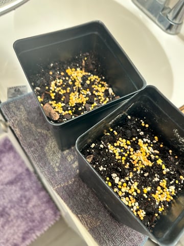 My Current Grow  — none, day 2