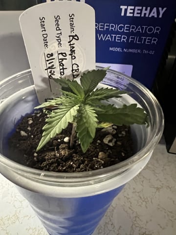 Inside Mother Plants — vegetative, day 30