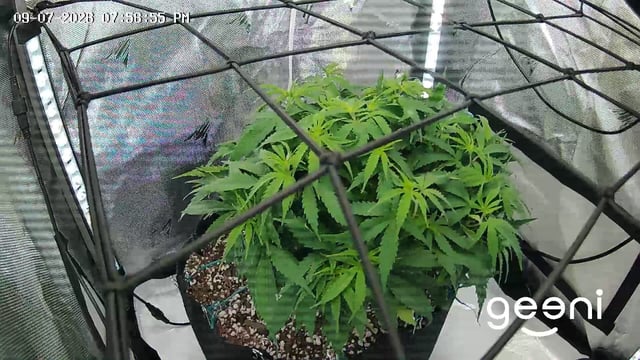 C99 Clone