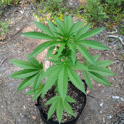 1GreenThumb — vegetative, day 261