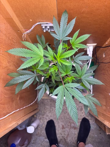 Triple Cake  — flower, day 21