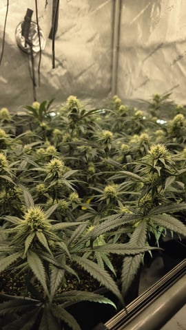 lilac diesel Rbx2 — flower, day 88